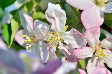 Young apple-tree flowers in the spring garden