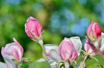 Young apple-tree flowers in the spring garden