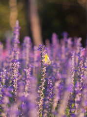 Obraz premium Butterfly on Blue Salvia flower