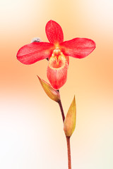 Obraz na płótnie Canvas Paphiopedilum orchid bloom in the park