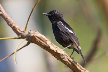 Image of birds perched on the branch. Wild Animals. Pied Bushchat ( Saxicola caprata )