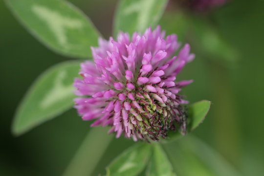 Close-up of a Clover Blossom
