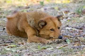 Image of brown dog on nature background. Pet.