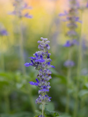 Blue Salvia in garden - blur background and select focus
