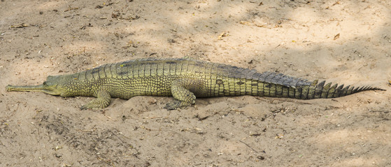 Gharial 