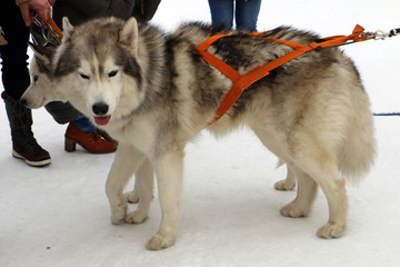 mushing, husky, husky, blue-eyed, harsh, harsh, angry, scary