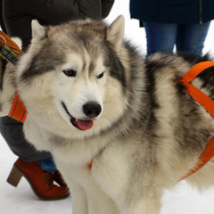 mushing, husky, husky, blue-eyed, harsh, harsh, angry, scary