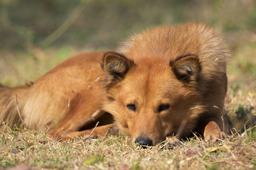 Image of brown dog on nature background. Pet.
