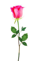 Pink Rose isolated over white
