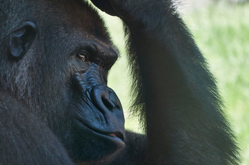 Pensieri di Gorilla