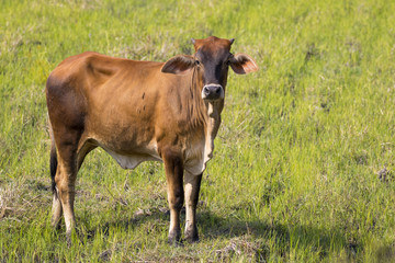 Image of brown cow on nature background. Farm Animal.