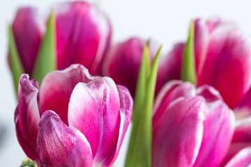 Obraz premium Beautiful two colored tulips close up on white background