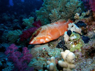 Blacktip grouper