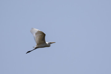 Image of egret flying in the sky. Heron. Wild Animals.