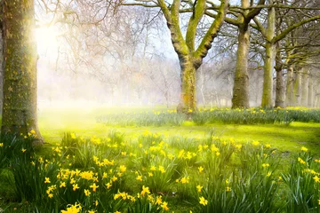 Deurstickers Lente Kunst lentebloemen in het park  Paaslandschap