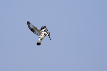 Image of Pied Kingfisher (Ceryle rudis) male hovering in flight on sky. Wild Animals.