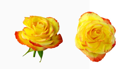 Two yellow-red roses isolate on a white background.