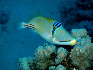 Picassofish / underwater photograph, dive site - Ras Bob, Egypt, depth - 15m.