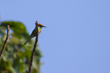 Image of bird (Green Bee-eater) on the branch on nature background. Wild Animals.