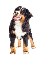 Fototapeta premium Bernese Mountain Dog on a white background