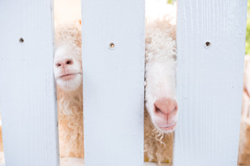 Close up two cute sheep ,with white wall