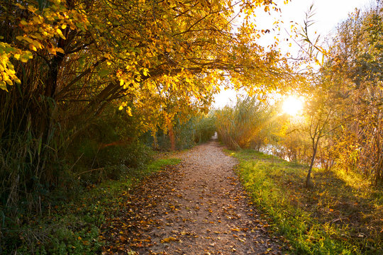 Fototapeta Sunset on autumn Parque del Turia of Valencia