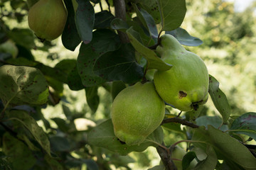 Unreife Quitten am Baum