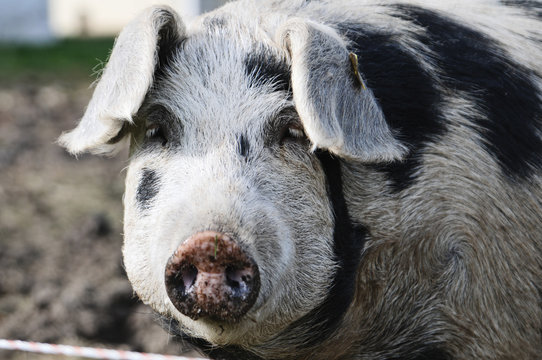 Schwein