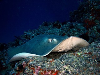 Stingray / underwater photograph, dive site - Barranco seco, Tenerife, Canarian Islands, depth - 20m
