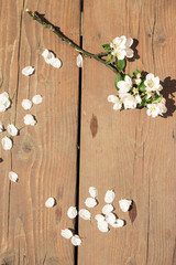 White apple blossom branch on wooden background in spring