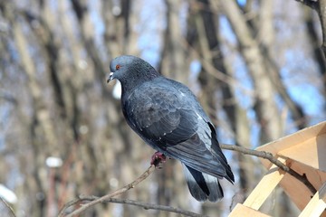 handsome pigeon