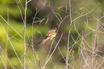 Image of bird (Streak-eared Bulbul; Pycnonotus blanfordi) on the branch on nature background. Wild Animals.