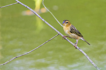 Image of golden weaver bird(Female) on the branch on nature background. Wild Animals.