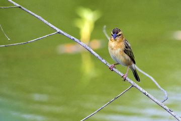 Image of golden weaver bird(Female) on the branch on nature background. Wild Animals.