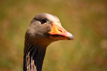 Goose head portrait