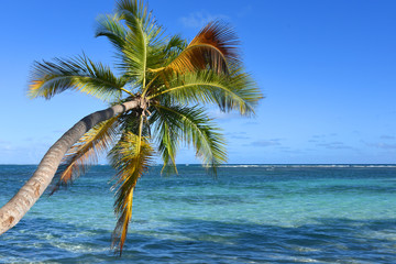 Fototapeta premium palmier sur la plage au bord de mer en guadeloupe