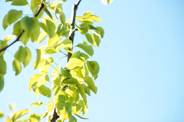 Green leaves pear tree in spring.