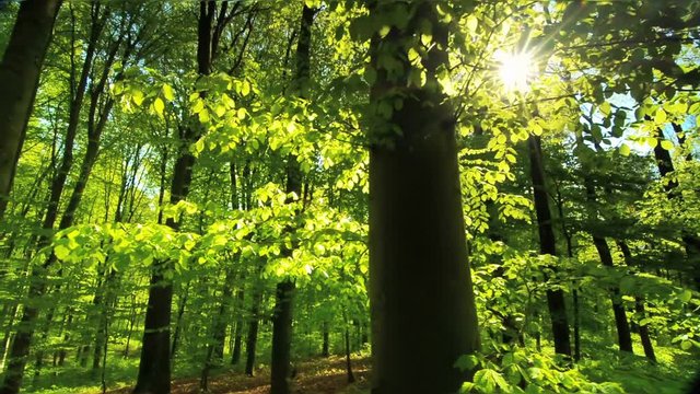 Beautiful sun rays fall through fresh green foliage in a beech forest