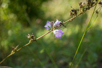 Blooming bell