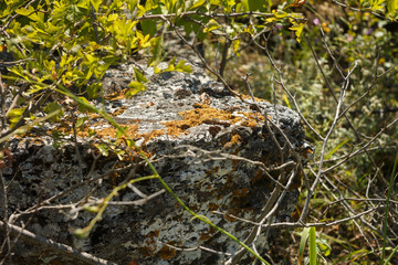 Stone with lichen