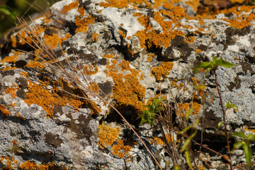 Stone with lichen