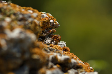 Stone with lichen