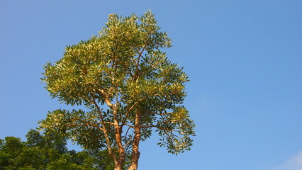 Tree with the bluse sky on the background
