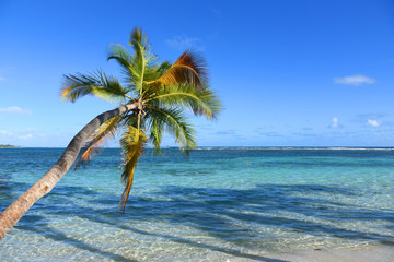 palmier sur la plage au bord de mer en guadeloupe