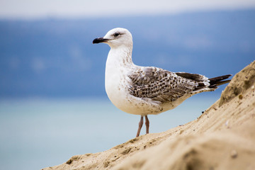 Young silver gull on the beach