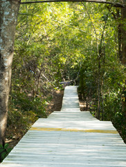 Obraz premium forest with wood walkway