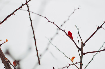 Barberry bush at winter