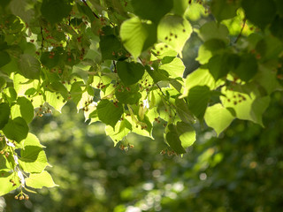 Fresh green leaves of an American yellow wood.