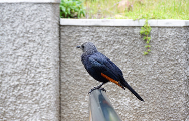red winged starling on Table mountain in Cape Town, South Africa