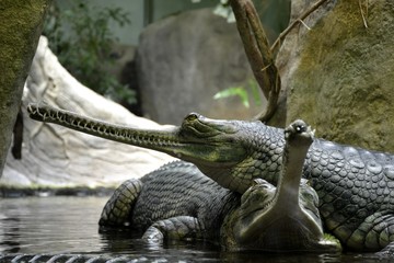 Details of wild gharials crocodiles in water